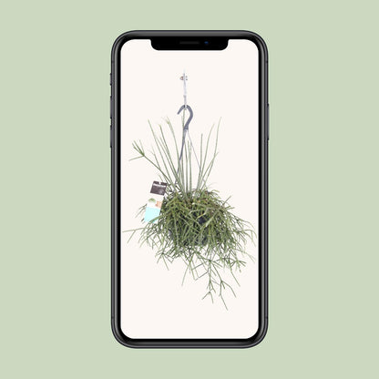Rhipsalis pilocarpa – pflegeleichte Zimmerpflanze Ø17cm