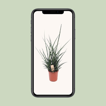 Sansevieria Fernwood Punk – Pflegeleichte Schwiegermutterzunge Ø17cm