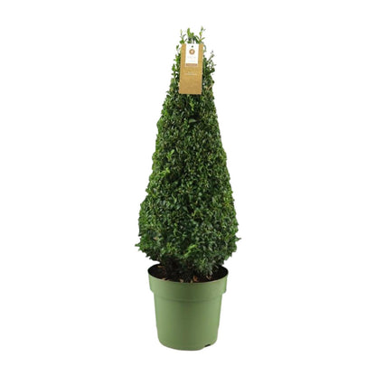 Buchsbaum Pyramide 75 cm – Pflegeleichte Immergrüne Pflanze
