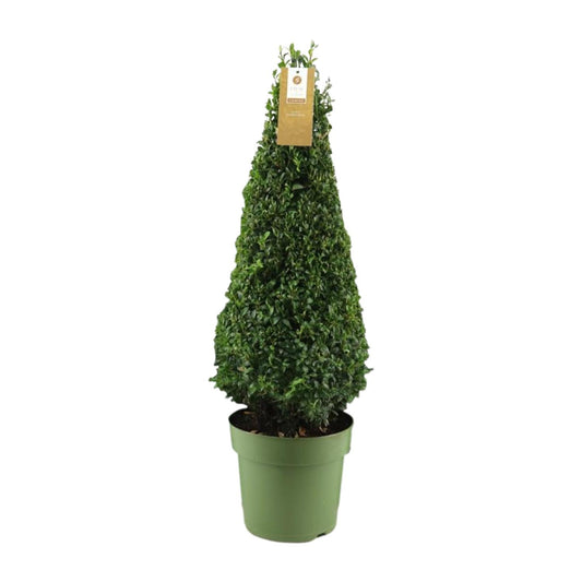 Buchsbaum Pyramide 75 cm – Pflegeleichte Immergrüne Pflanze