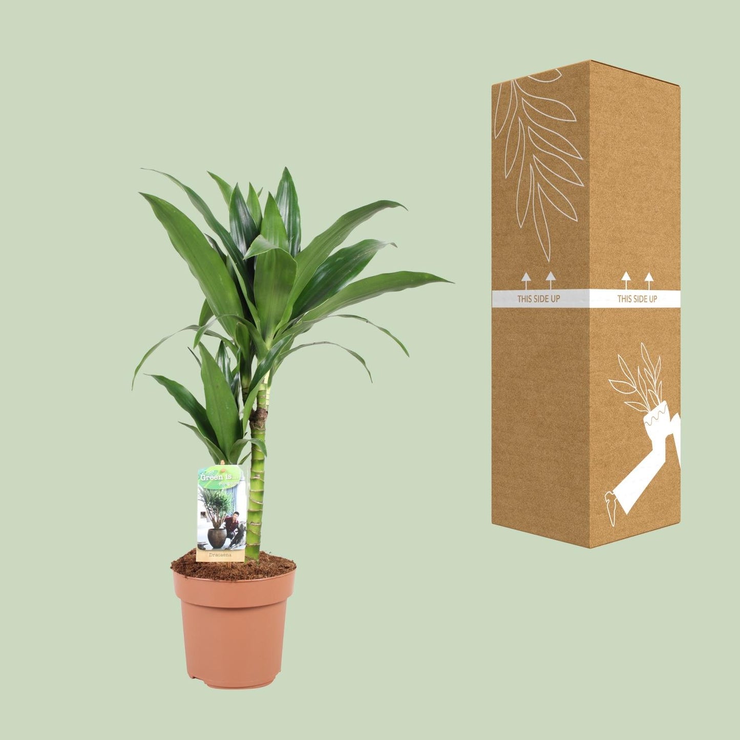 Dracaena Janet Craig – Pflegeleichte Zimmerpflanze Ø17cm