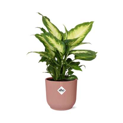 Dieffenbachia ‘Camilla’ in ELHO Vibes Fold 14cm rosa – pflegeleicht & luftreinigend