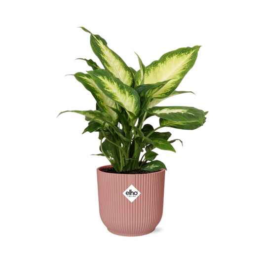 Dieffenbachia ‘Camilla’ in ELHO Vibes Fold 14cm rosa – pflegeleicht & luftreinigend