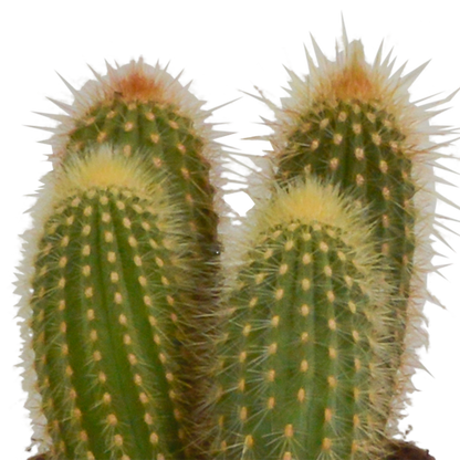 Cereus-Mischung 3er Set im Terrakottatopf 10,5 cm