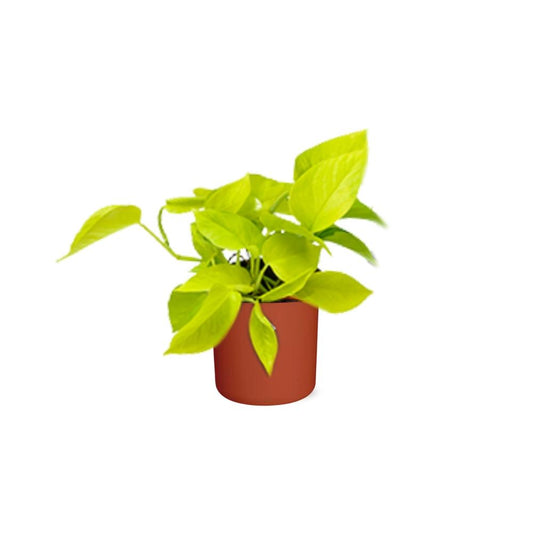 Efeutute 'Golden Pothos' – pflegeleichte Zimmerpflanze 14 cm Topf