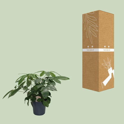Schefflera Actinophylla – Pflegeleichter Schirmbaum Ø21 cm