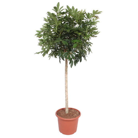 Schefflera Arboricola Compacta – Pflegeleichte Strahlenaralie 190 cm