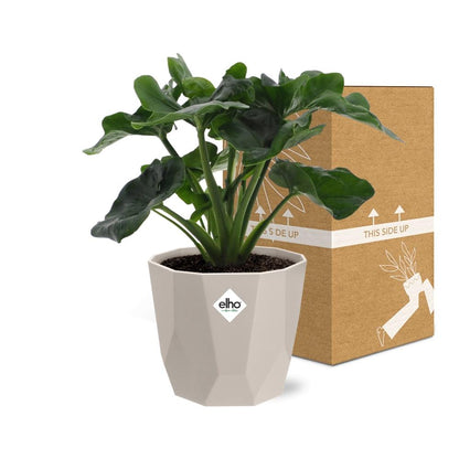 Philodendron Atom in ELHO b.for rock Topf 14 cm warm grey