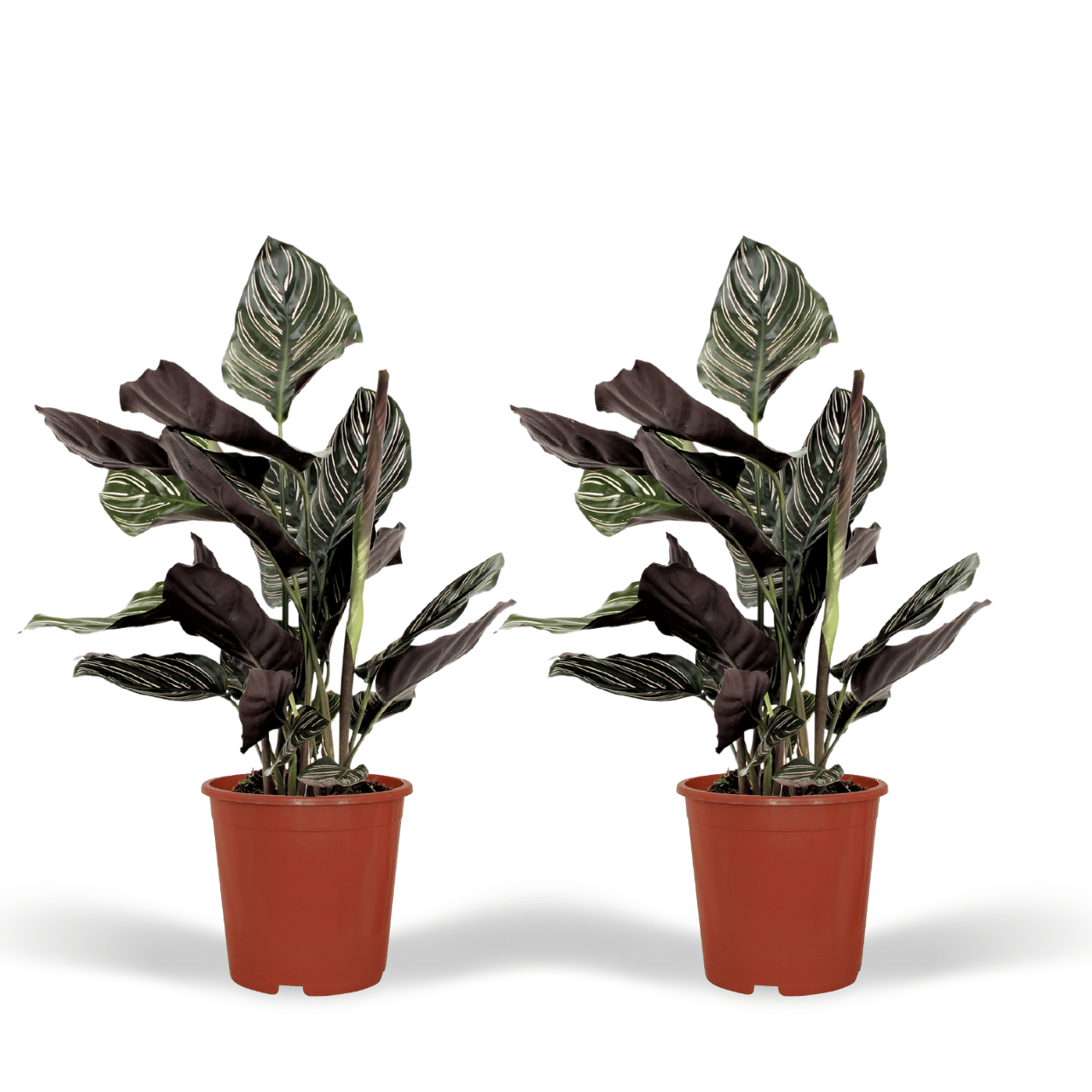 2x Calathea Ornata – Pfauenpflanze, 50 cm, Ø14 cm