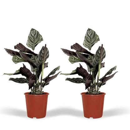 2x Calathea Ornata – Pfauenpflanze, 50 cm, Ø14 cm