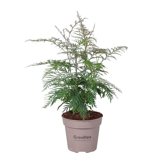 Grevillea Robusta – Robuste und pflegeleichte Zimmerpflanze Ø15cm