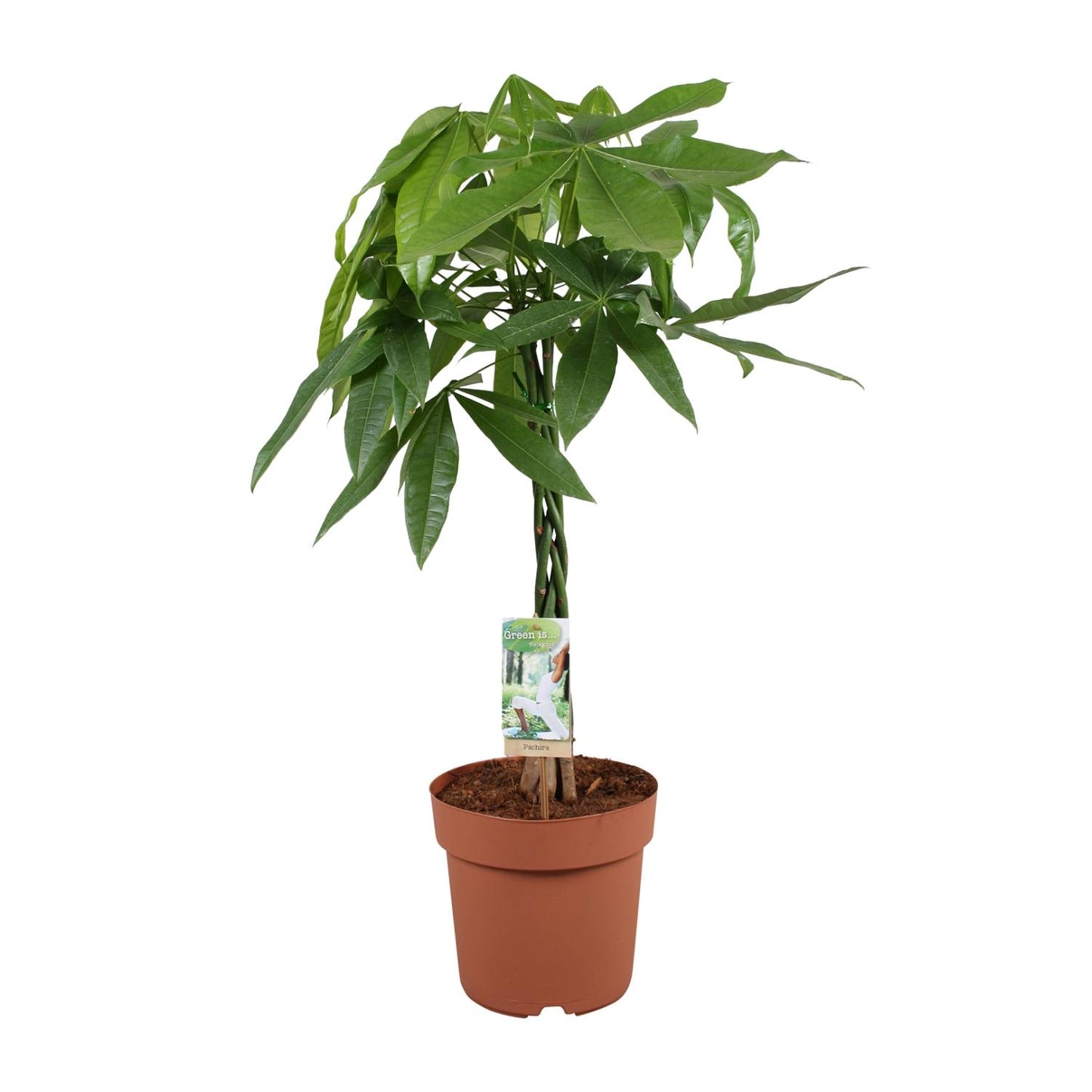 Pachira Aquatica – Pflegeleichte Zimmerpflanze Ø21cm, Höhe 90cm