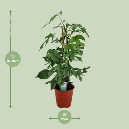 Philodendron Minima Pyramide – Pflegeleichte Zimmerpflanze Ø19 cm