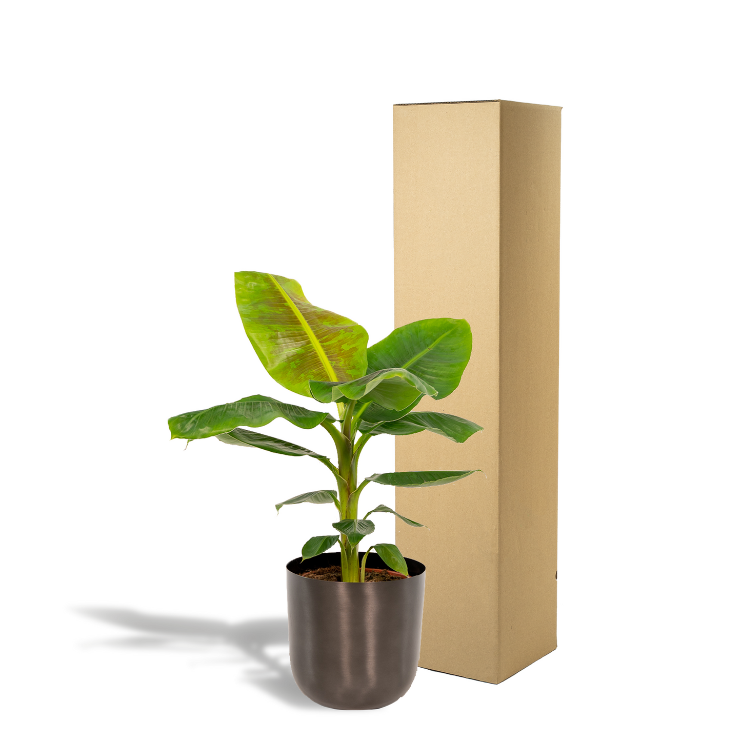 Zwerg-Banane 'Cavendish' – Tropische Zimmerpflanze Ø21cm