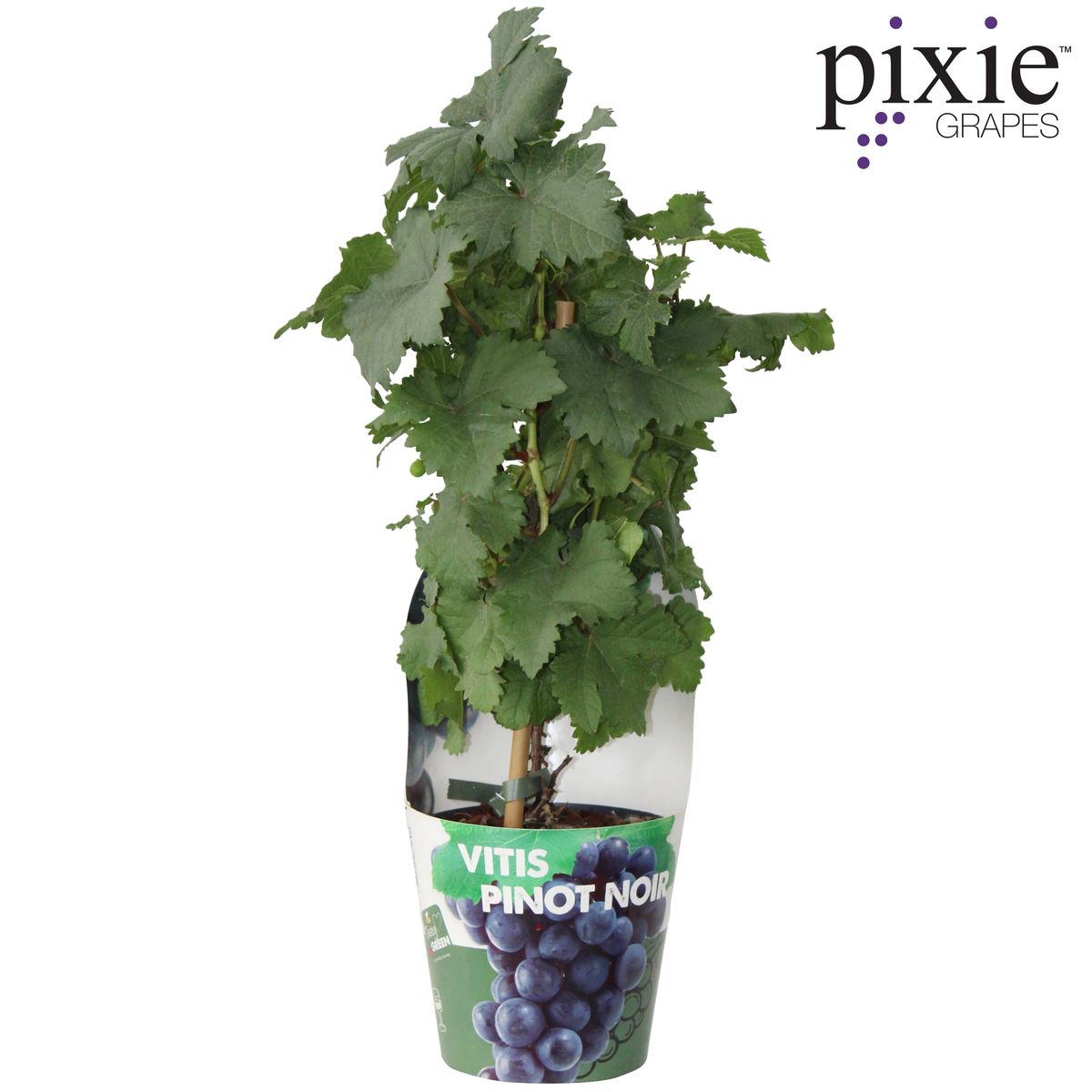 Vitis Pixie Pinot Noir – kompakte Zwergtraube Ø21cm