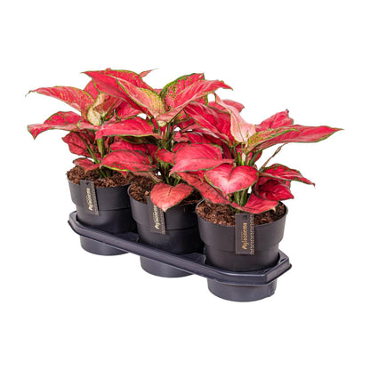 Aglaonema Red Joy – Pflegeleichte luftreinigende Zimmerpflanze Ø19cm