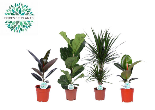 Zimmerpflanzen Grüne Mischung Lopez – 4er Set Ø17cm