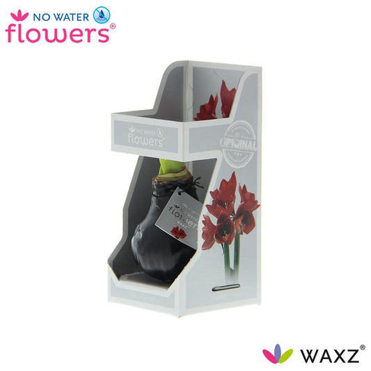 No Water Flowers Waxz® Black – Pflegeleichte Trendpflanze 15cm