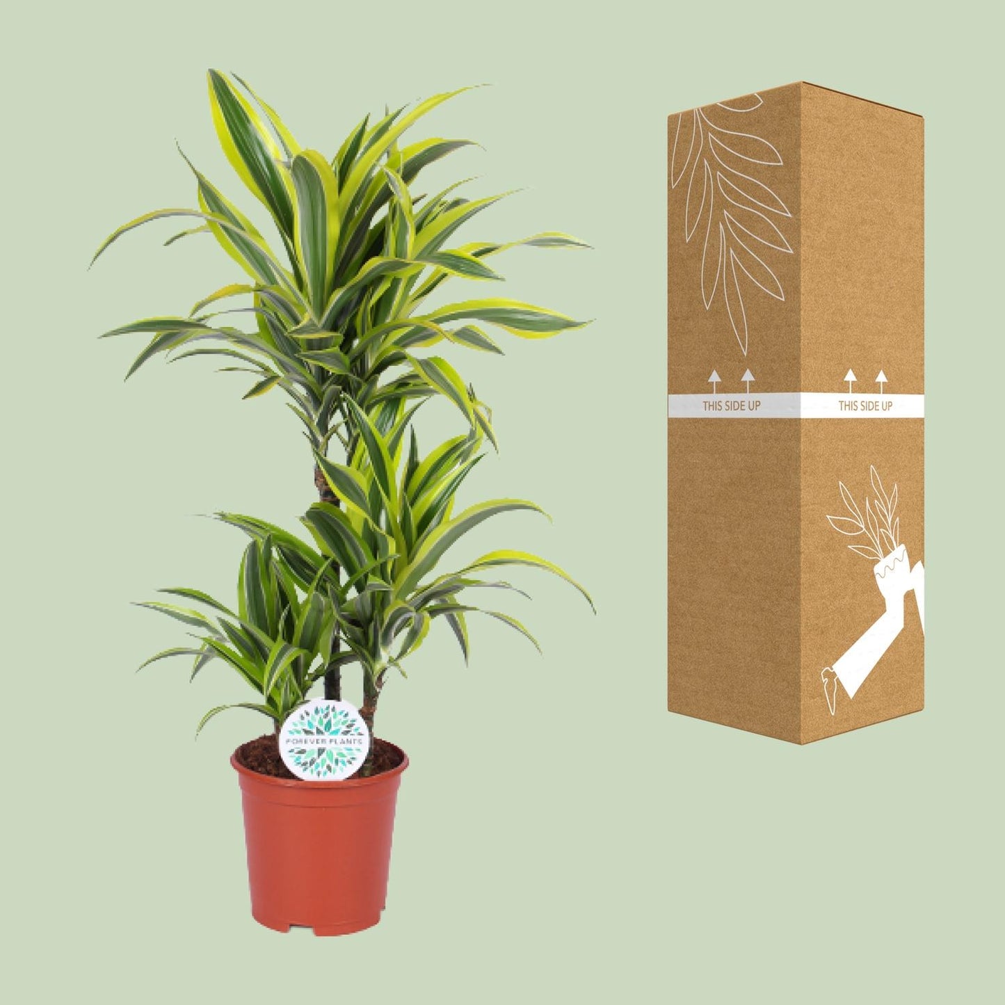 Drachenbaum Lemon Lime – Pflegeleichte Zimmerpflanze 90 cm