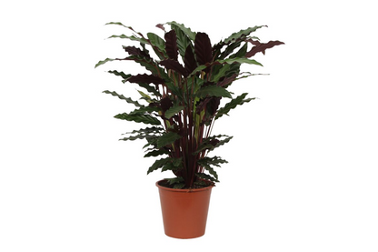 Calathea Wavestar – Pflegeleichte Zimmerpflanze 80 cm