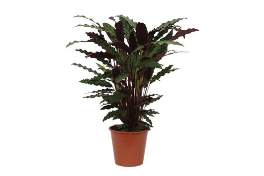 Calathea Wavestar – Pflegeleichte Zimmerpflanze 80 cm