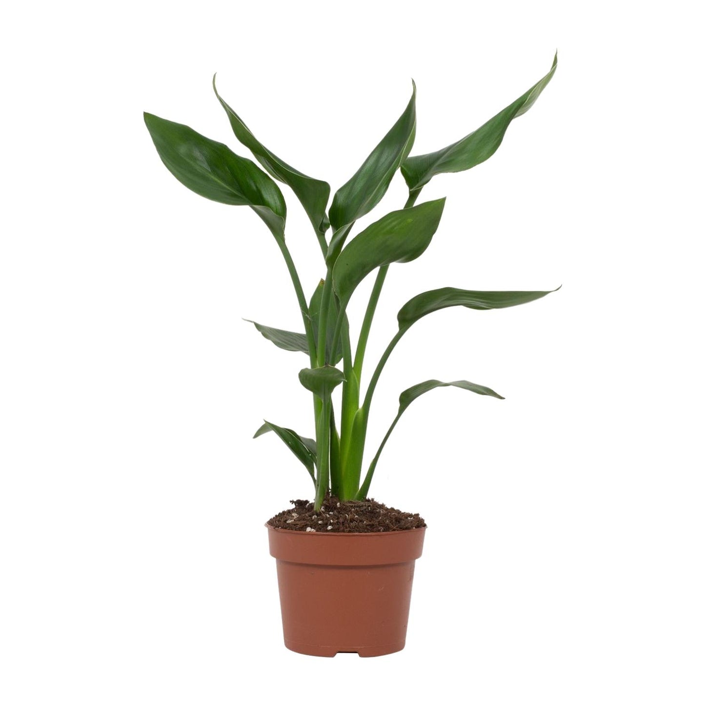 Paradiesvogelblume – Exotische, pflegeleichte Zimmerpflanze Ø12cm