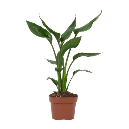Paradiesvogelblume – Exotische, pflegeleichte Zimmerpflanze Ø12cm