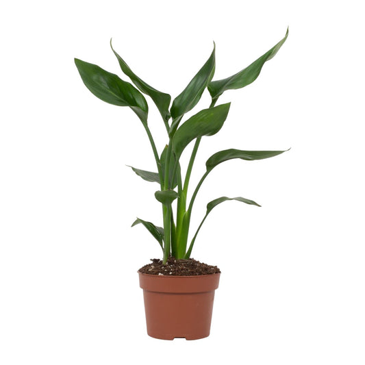 Paradiesvogelblume – Exotische, pflegeleichte Zimmerpflanze Ø12cm