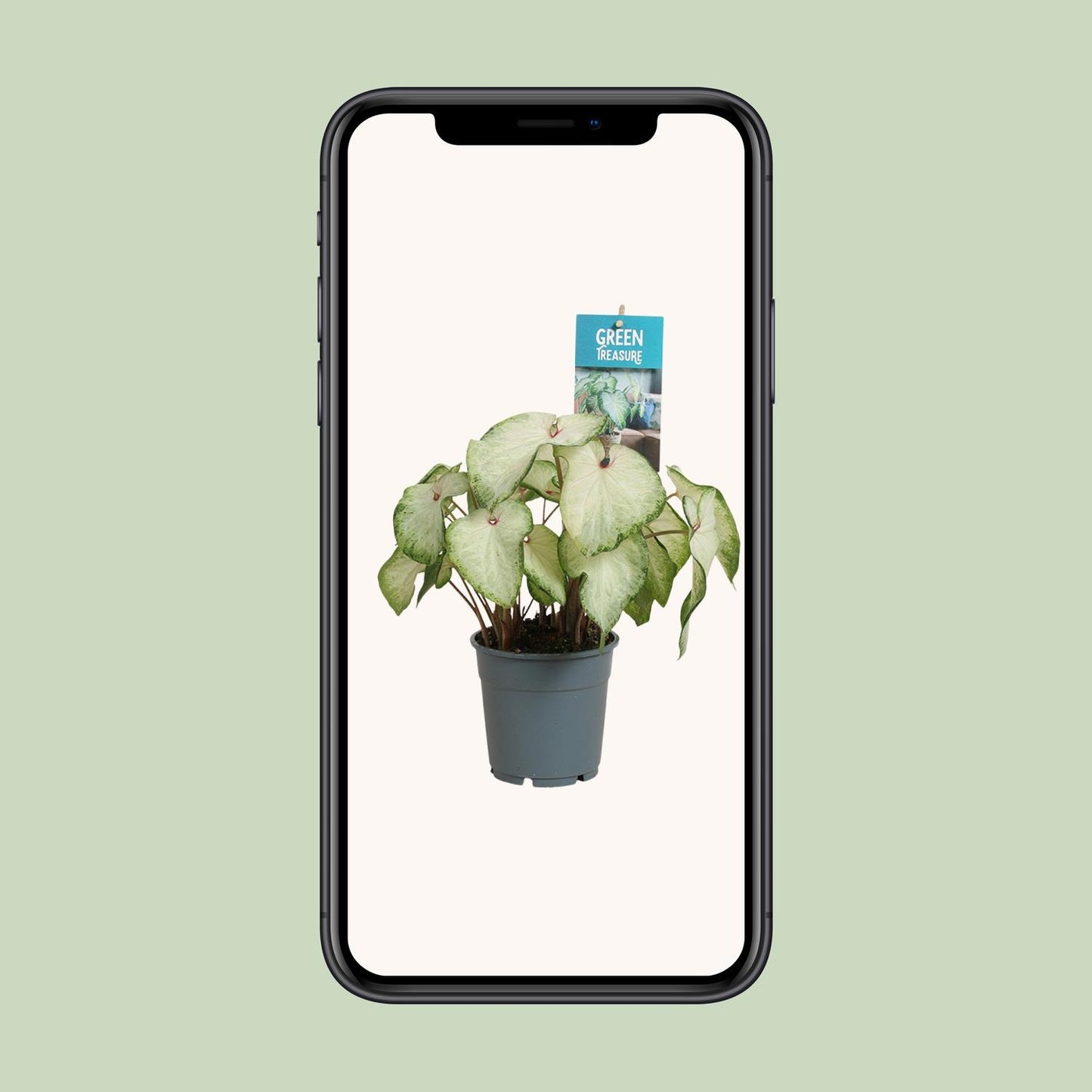 Caladium White Delight – Tropische Engelsflügel Ø12 cm