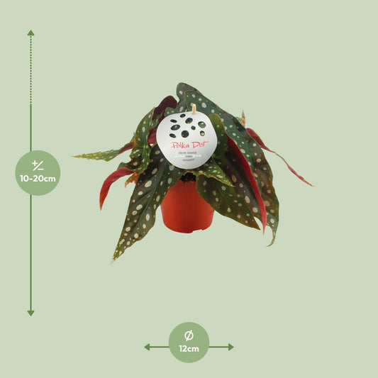 Begonia Maculata – Elegante und pflegeleichte Zimmerpflanze Ø12 cm