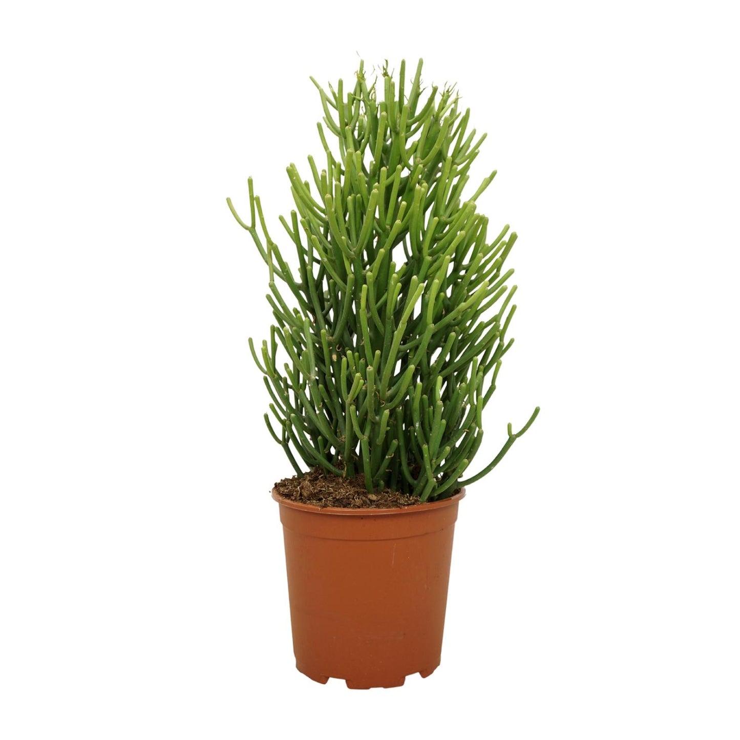 Bleistiftstrauch (Euphorbia) Ø21cm, 60cm hoch, pflegeleicht
