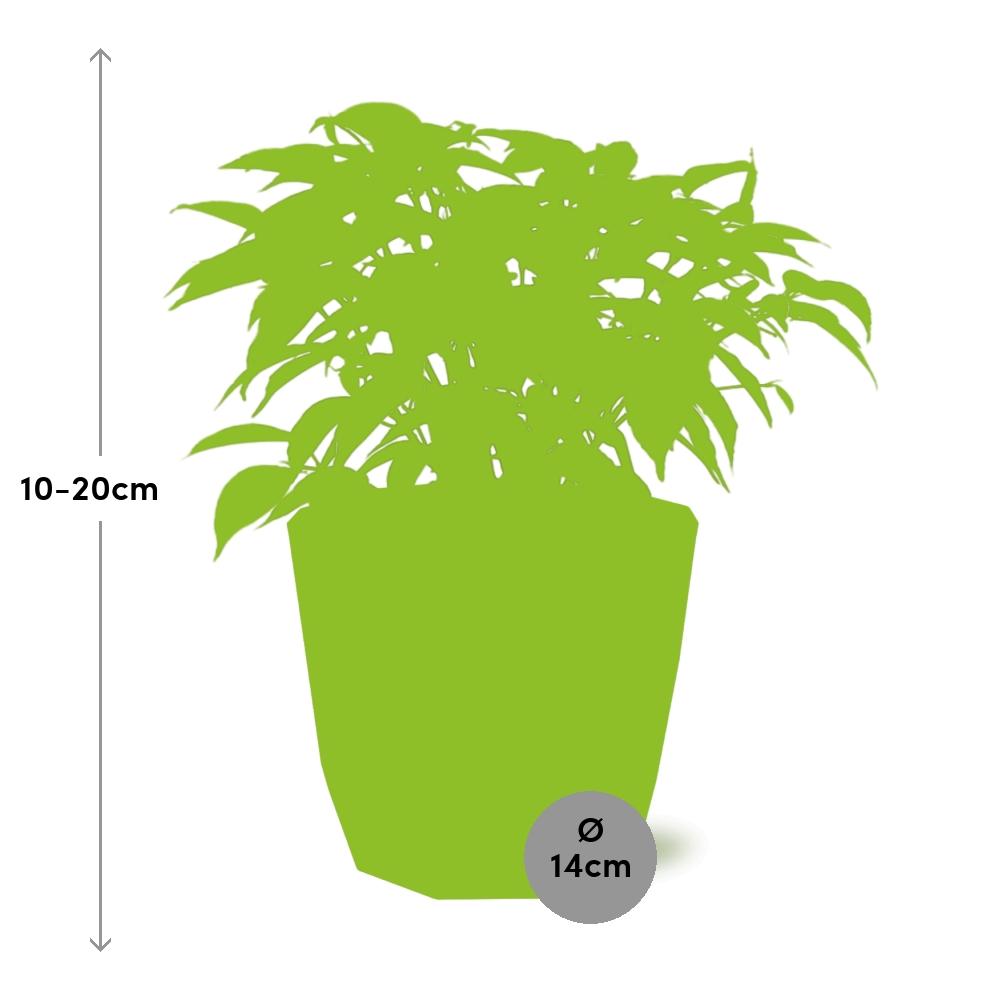Ficus Benjamina Kinky – Pflegeleichte Zimmerpflanze im ELHO Topf