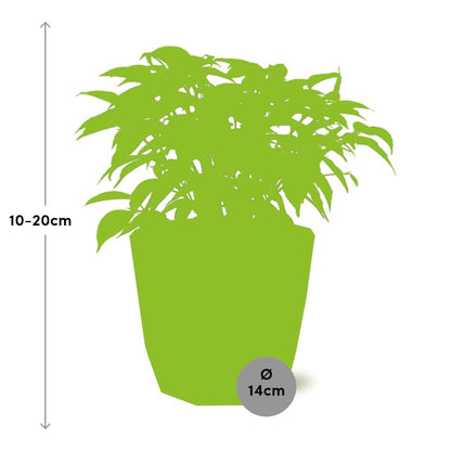 Ficus Benjamina Kinky – Pflegeleichte Zimmerpflanze im ELHO Topf