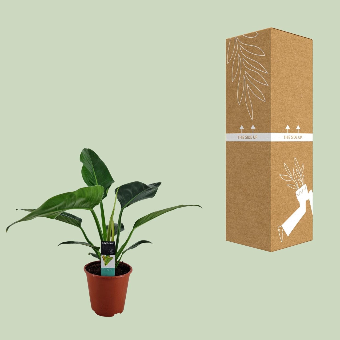 Philodendron Congo Millions – Pflegeleichte Zimmerpflanze Ø19cm