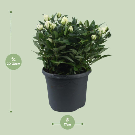 Rosa Jewel Patio White – Elegante Topfrose Ø17cm