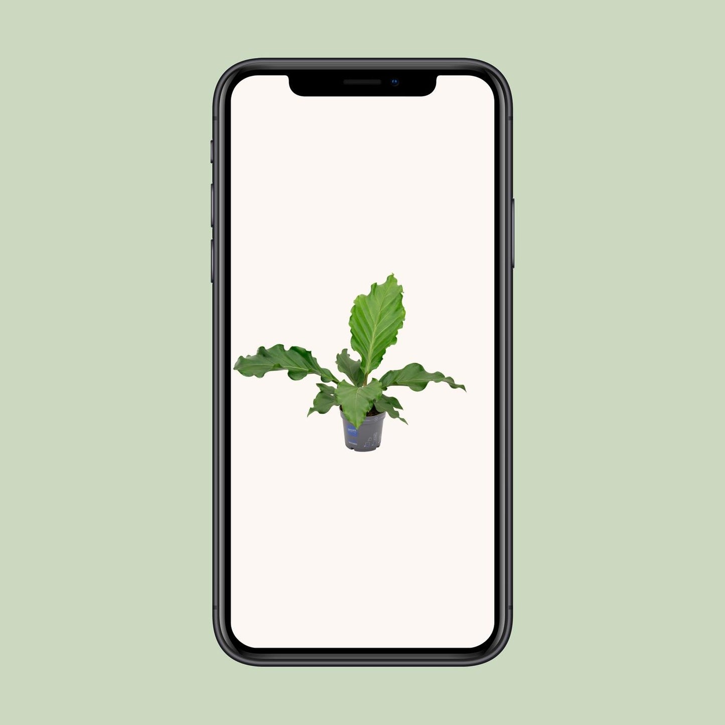 Anthurium Birdnest – Pflegeleichte Trendpflanze Ø17cm