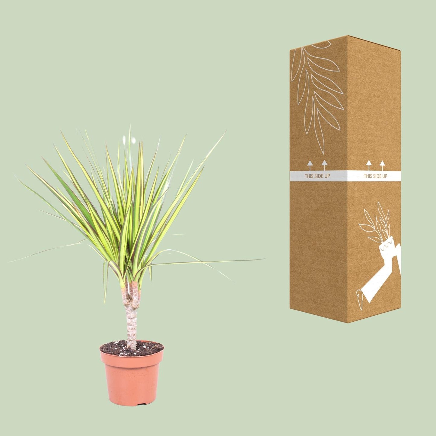 Dracaena Sunray – Pflegeleichter Drachenbaum Ø12cm
