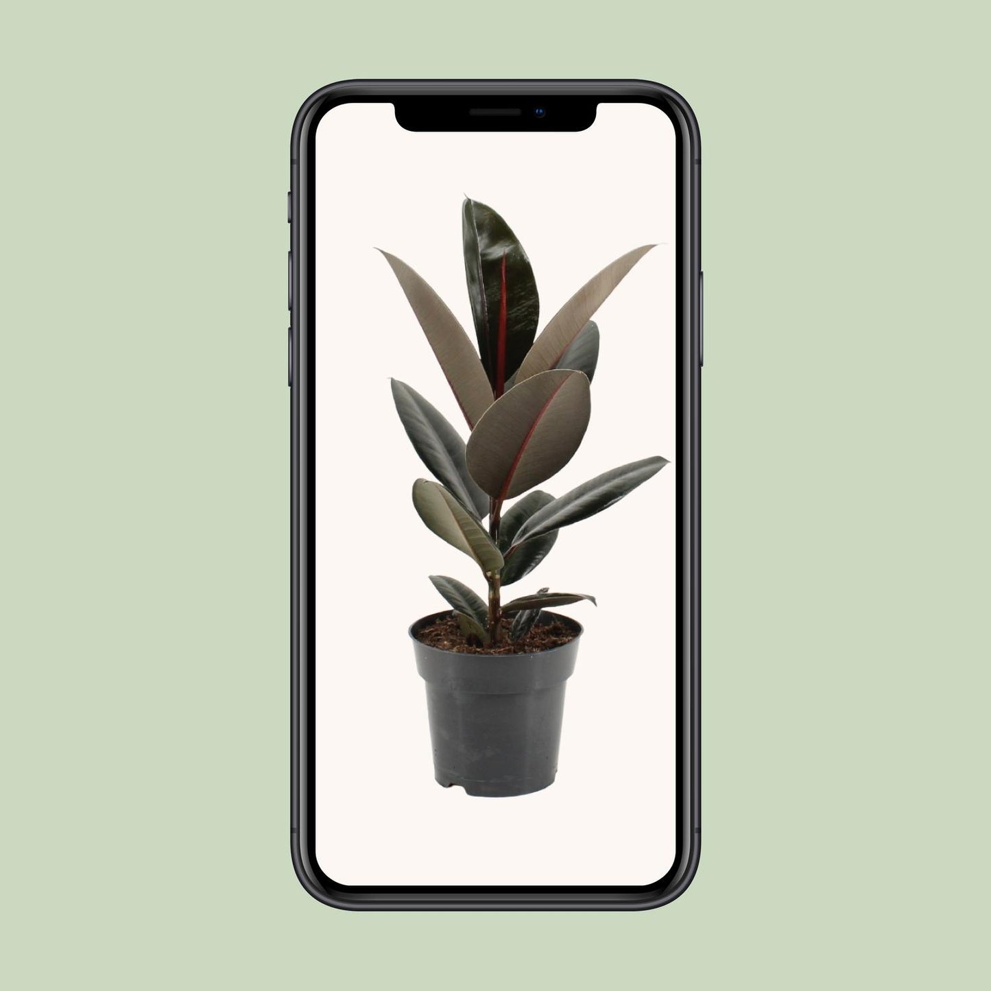 Ficus Elastica Abidjan – Pflegeleichter Gummibaum Ø17cm