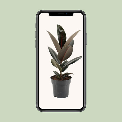 Ficus Elastica Abidjan – Pflegeleichter Gummibaum Ø17cm