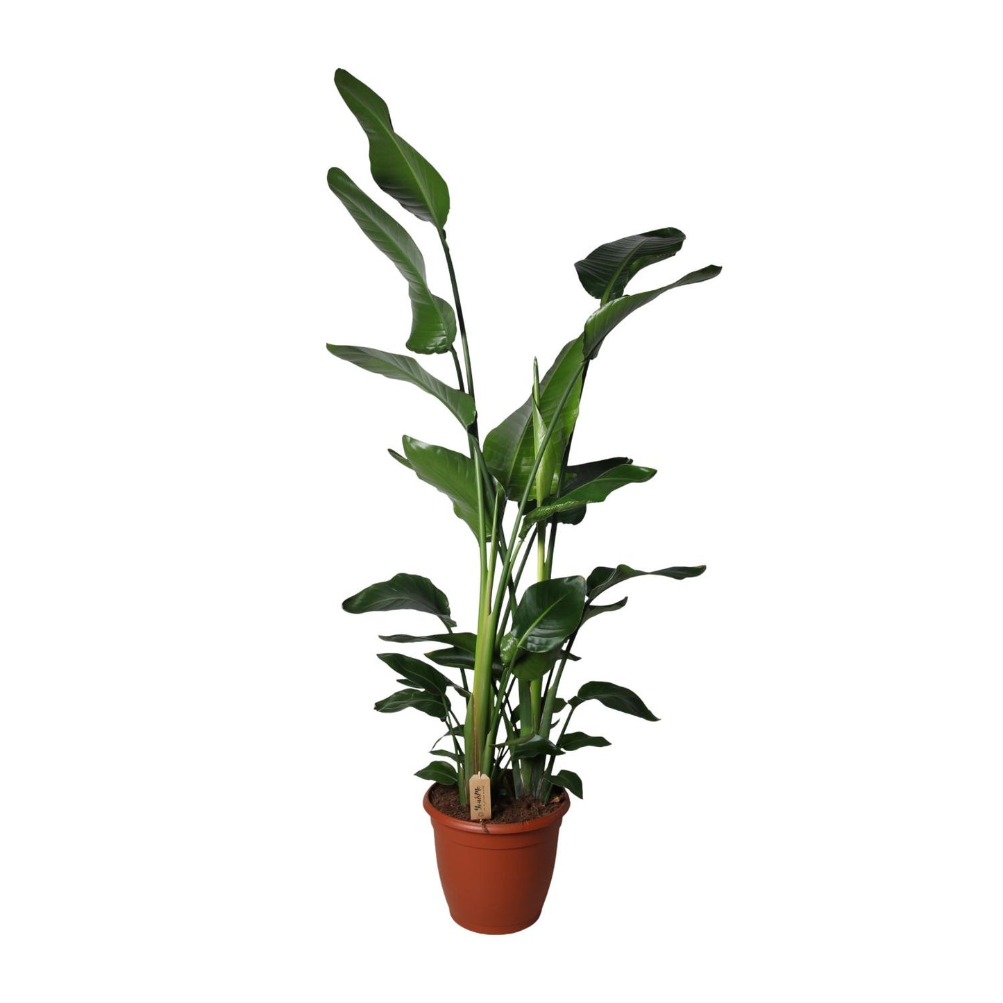 Strelitzia Nicolai – Exotische Paradiesvogelblume Ø36cm, 170cm hoch