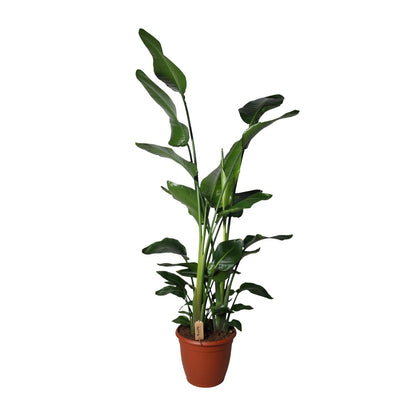 Strelitzia Nicolai – Exotische Paradiesvogelblume Ø36cm, 170cm hoch