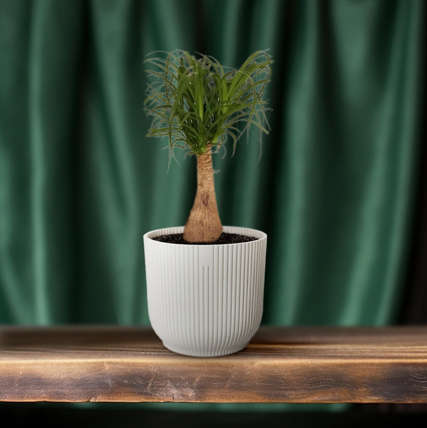 Beaucarnea Nolina – Pfiffiger Elefantenfuß Ø19 cm, 60 cm hoch