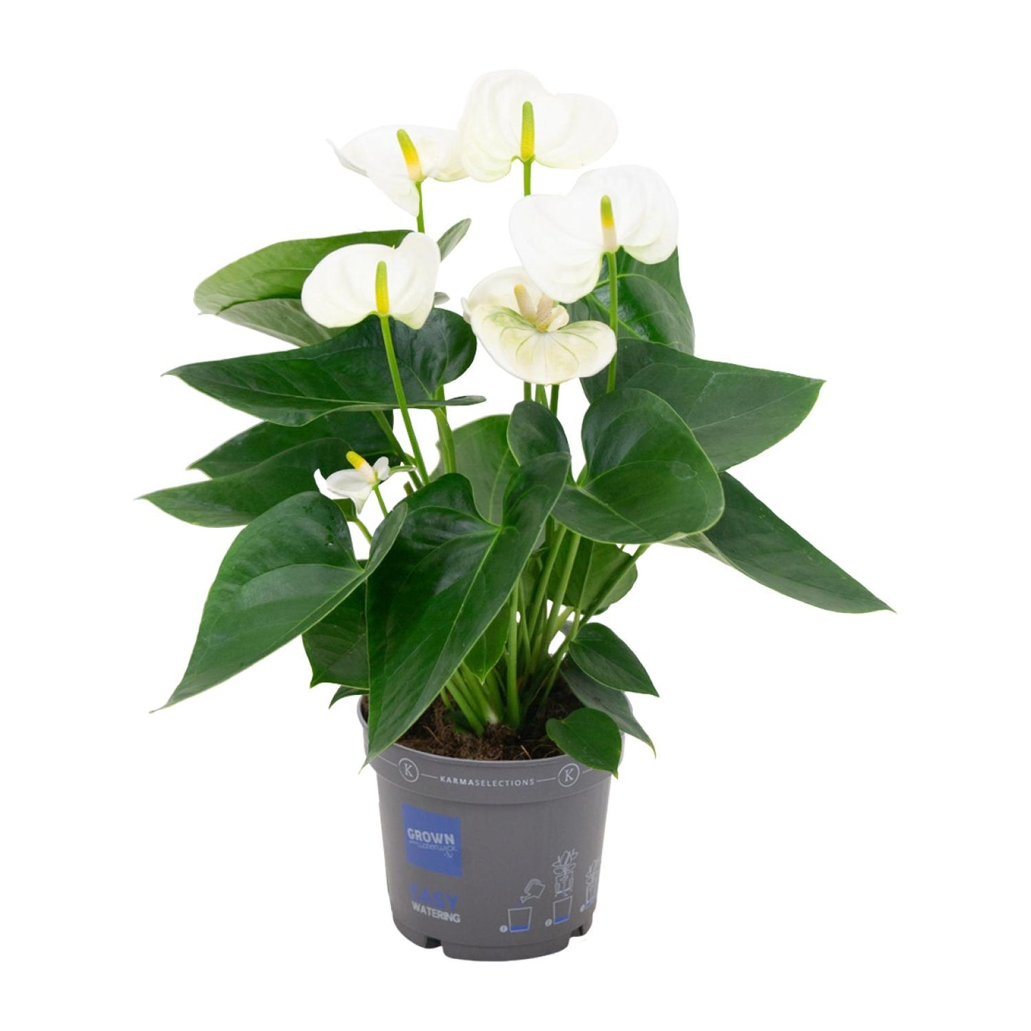 Anthurium White – Elegante Flamingoblume Ø12cm