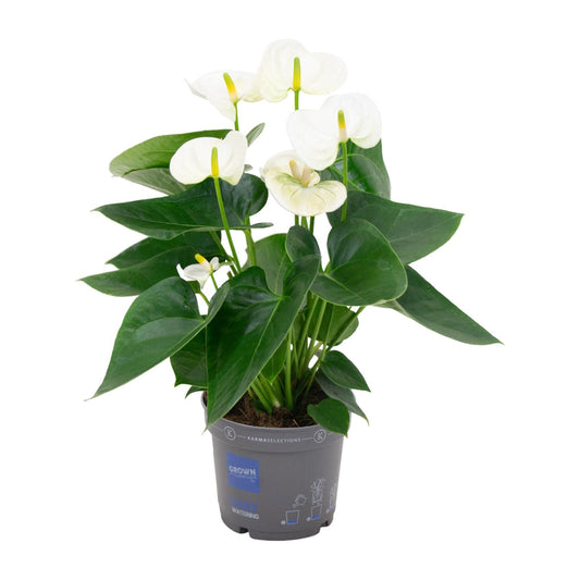Anthurium White – Elegante Flamingoblume Ø12cm