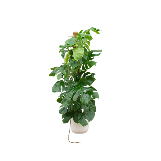 Monstera Pertusum XL im elho Vibes Fold Round Ø30 Weiß