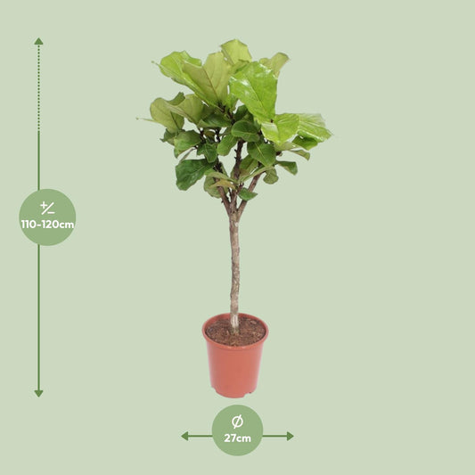 Ficus Lyrata (Geigenfeige) – Ø27cm, ca. 120cm hoch