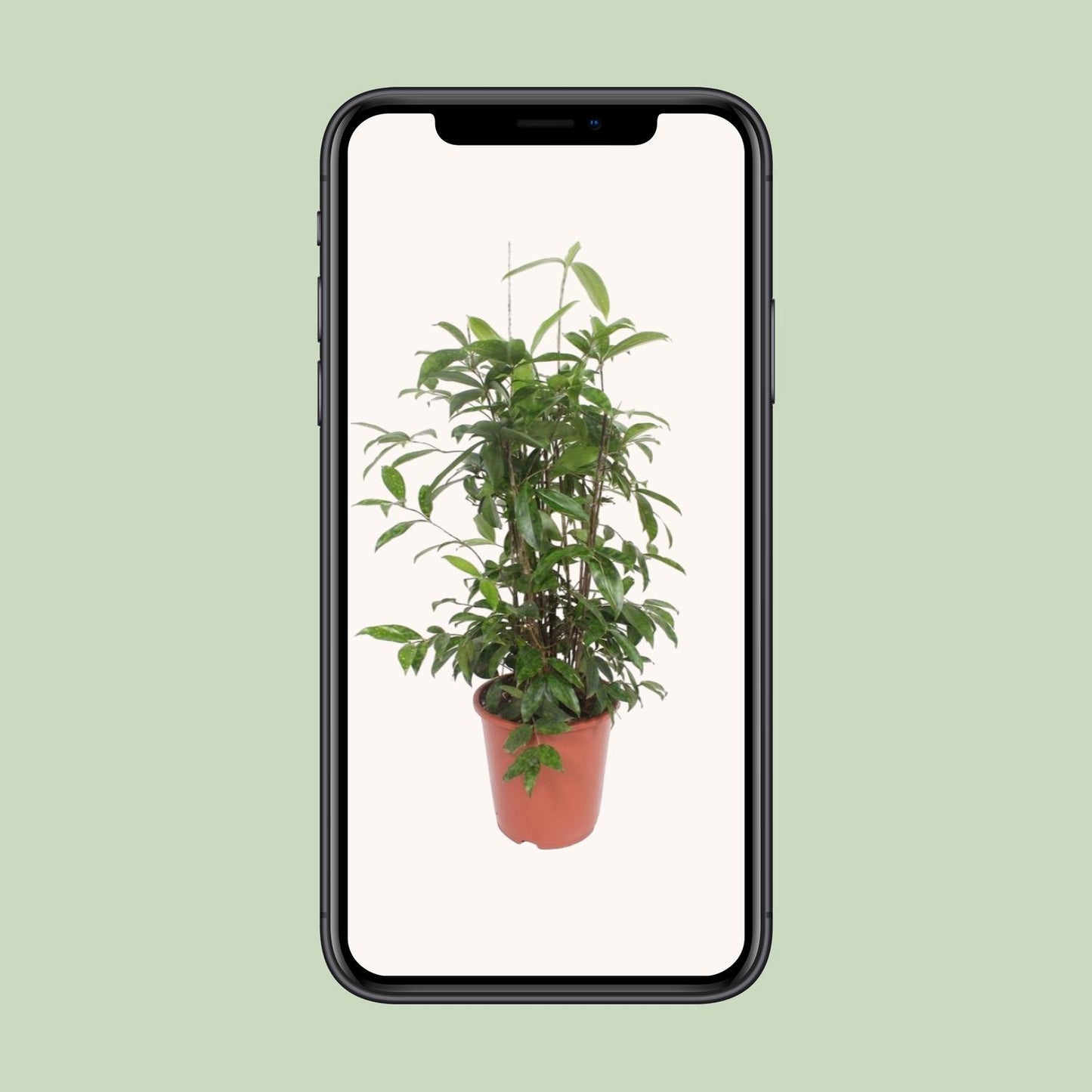 Dracaena Surculosa – Pflegeleichter Drachenbaum Ø27 cm