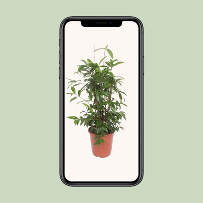 Dracaena Surculosa – Pflegeleichter Drachenbaum Ø27 cm