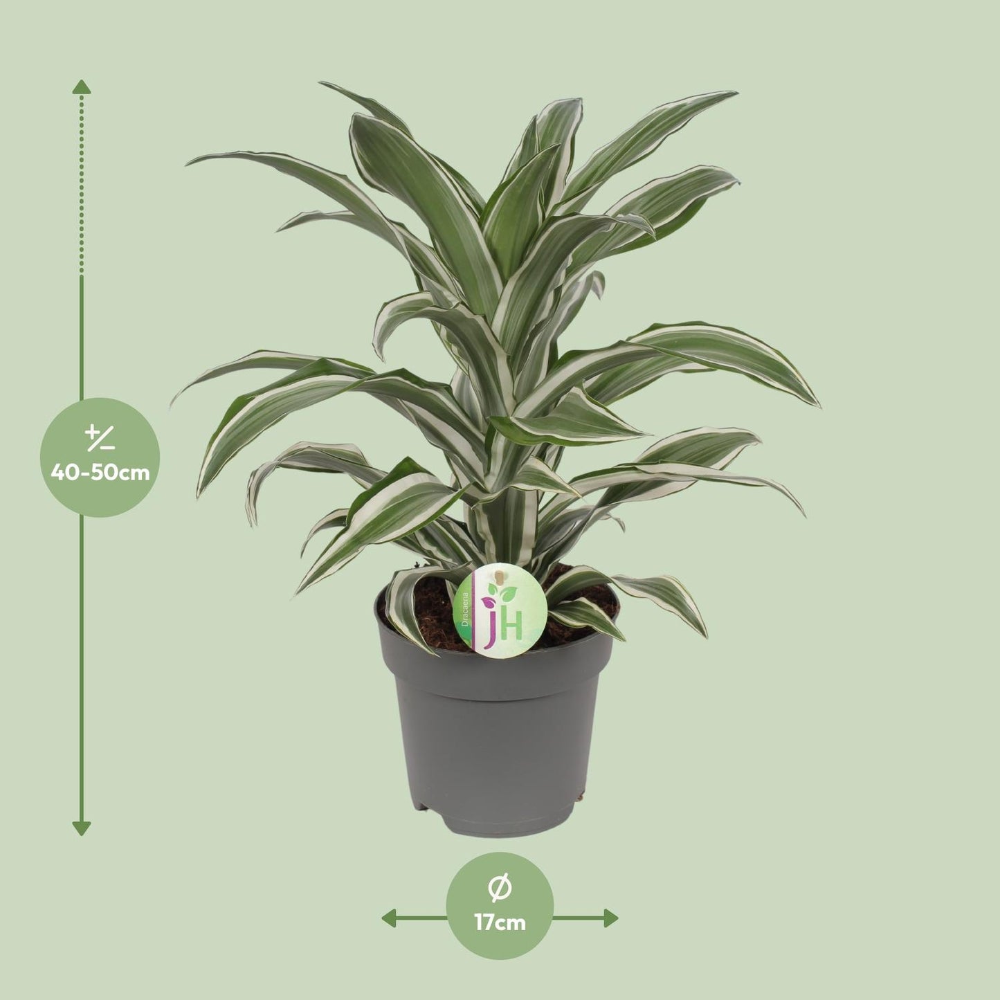 Drachenbaum 'White Stripe' – Pflegeleichte Zimmerpflanze 40 cm