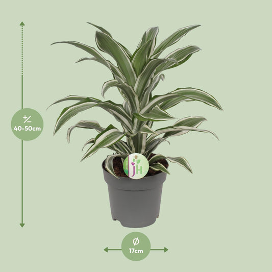 Drachenbaum 'White Stripe' – Pflegeleichte Zimmerpflanze 40 cm